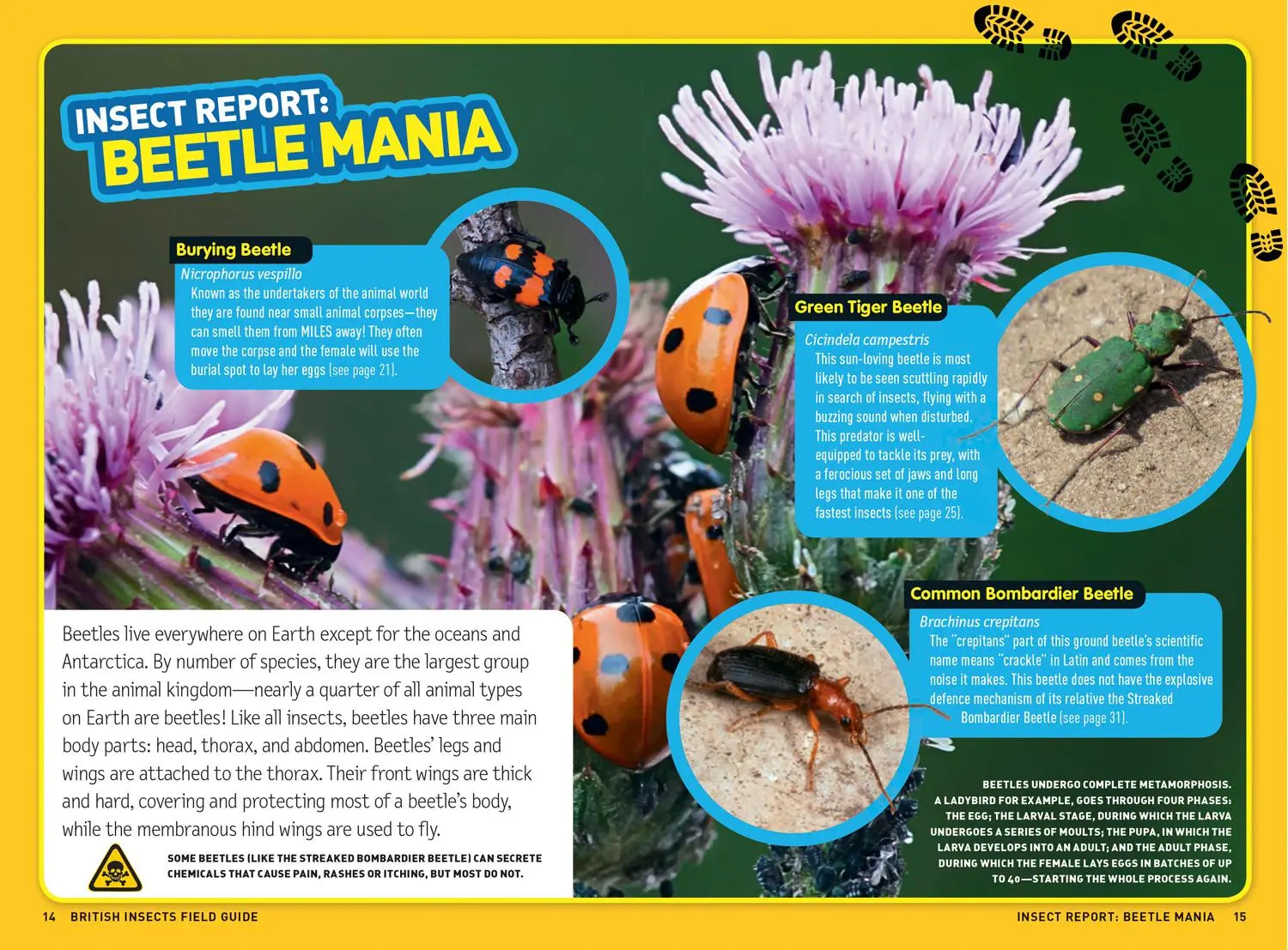 Bild: 9780008374556 | Ultimate Explorer Field Guides British Insects | Kids | Taschenbuch