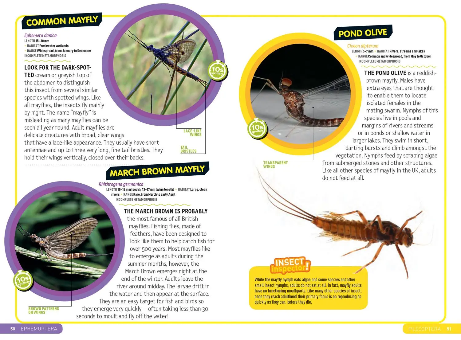 Bild: 9780008374556 | Ultimate Explorer Field Guides British Insects | Kids | Taschenbuch