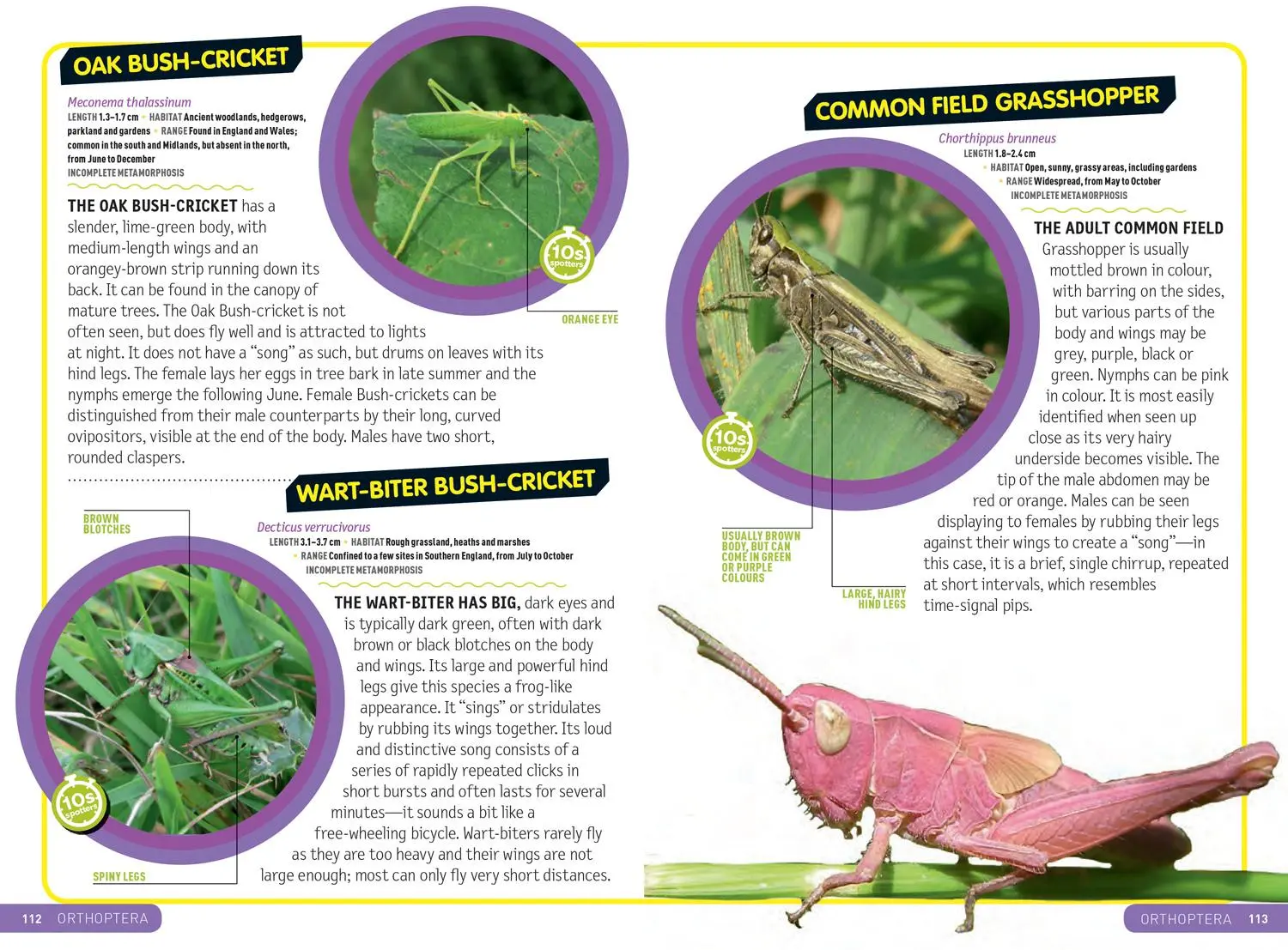 Bild: 9780008374556 | Ultimate Explorer Field Guides British Insects | Kids | Taschenbuch
