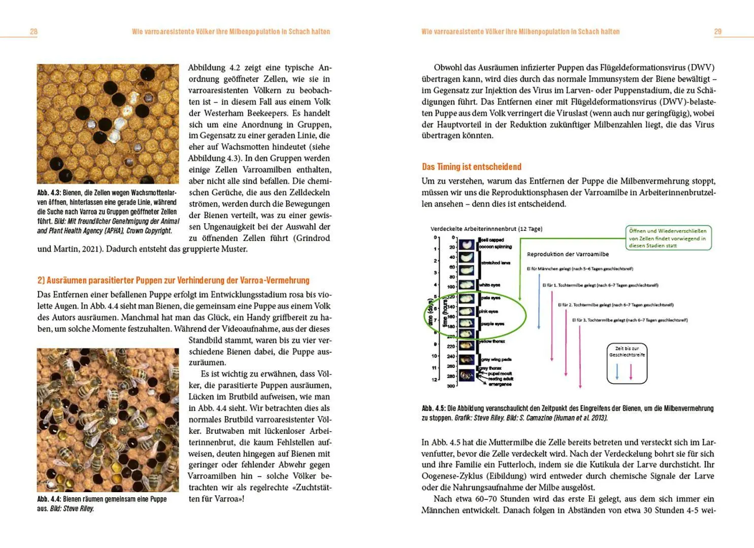Bild: 9783258084756 | Die Lösung der Honigbiene für das Varroa-Problem | Steve Riley | Buch