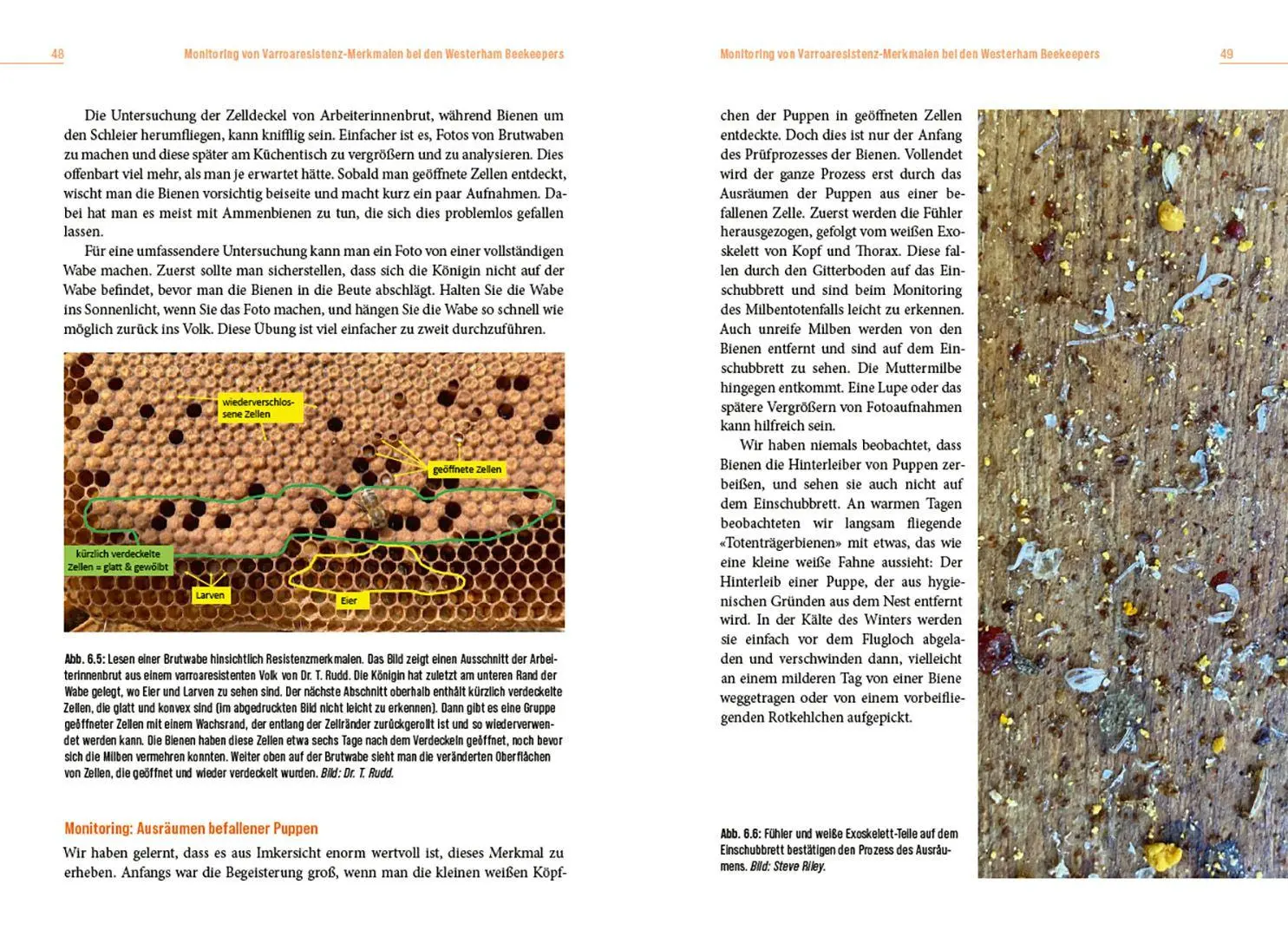 Bild: 9783258084756 | Die Lösung der Honigbiene für das Varroa-Problem | Steve Riley | Buch