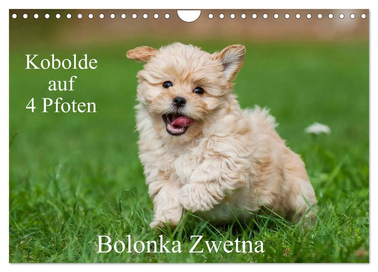 Cover: 9783516035056 | Kobolde auf 4 Pfoten - Bolonka Zwetna (Wandkalender 2026 DIN A4...