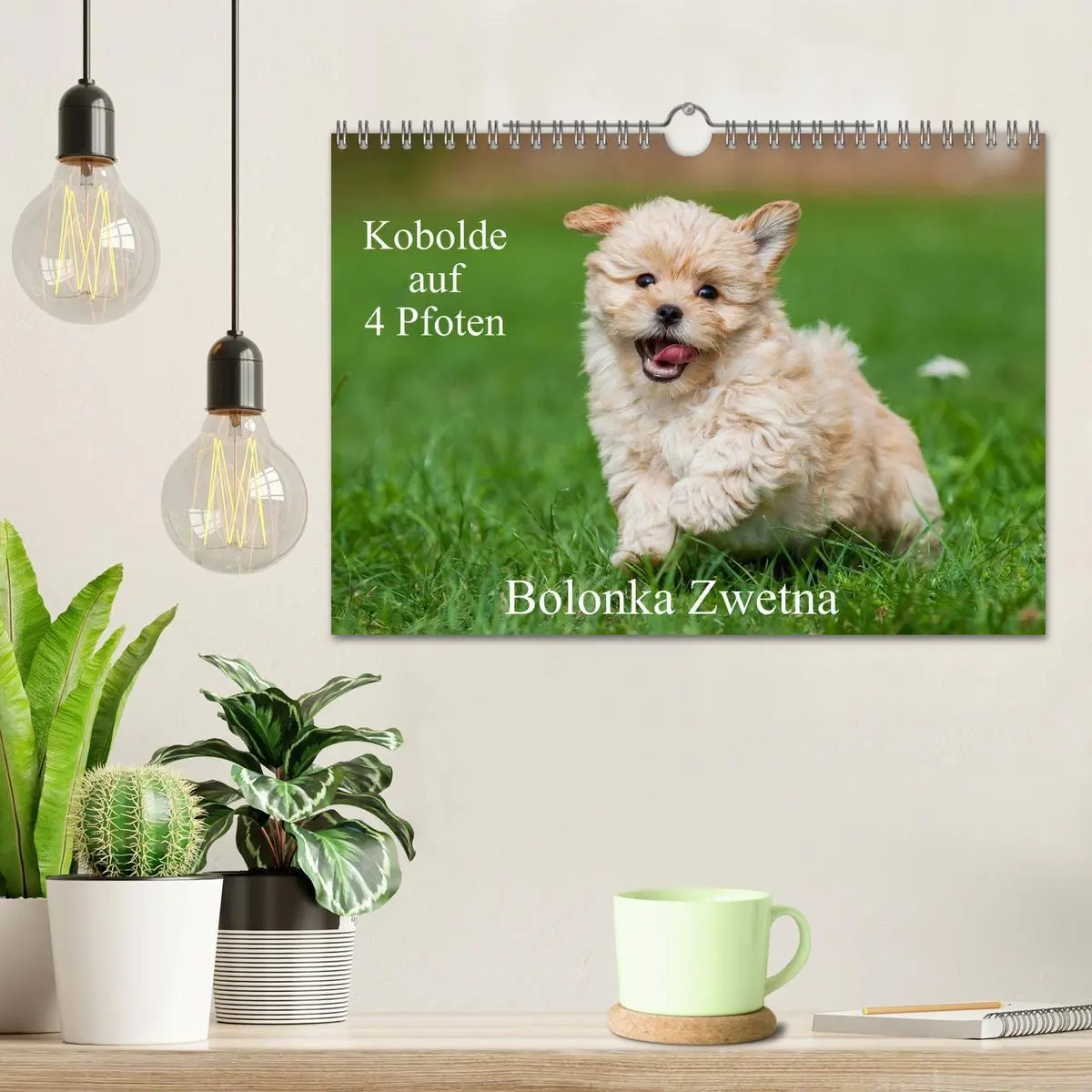 Bild: 9783516035056 | Kobolde auf 4 Pfoten - Bolonka Zwetna (Wandkalender 2026 DIN A4...