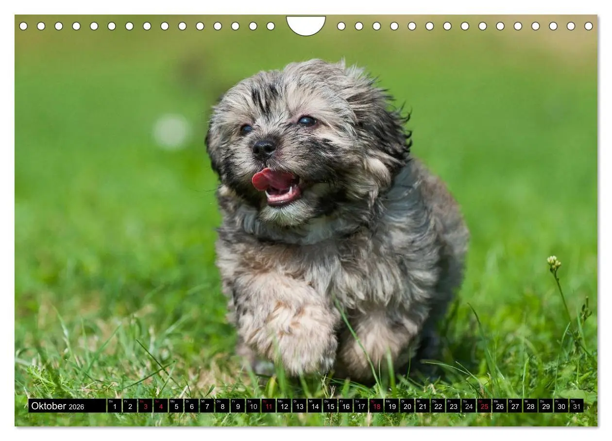 Bild: 9783516035056 | Kobolde auf 4 Pfoten - Bolonka Zwetna (Wandkalender 2026 DIN A4...