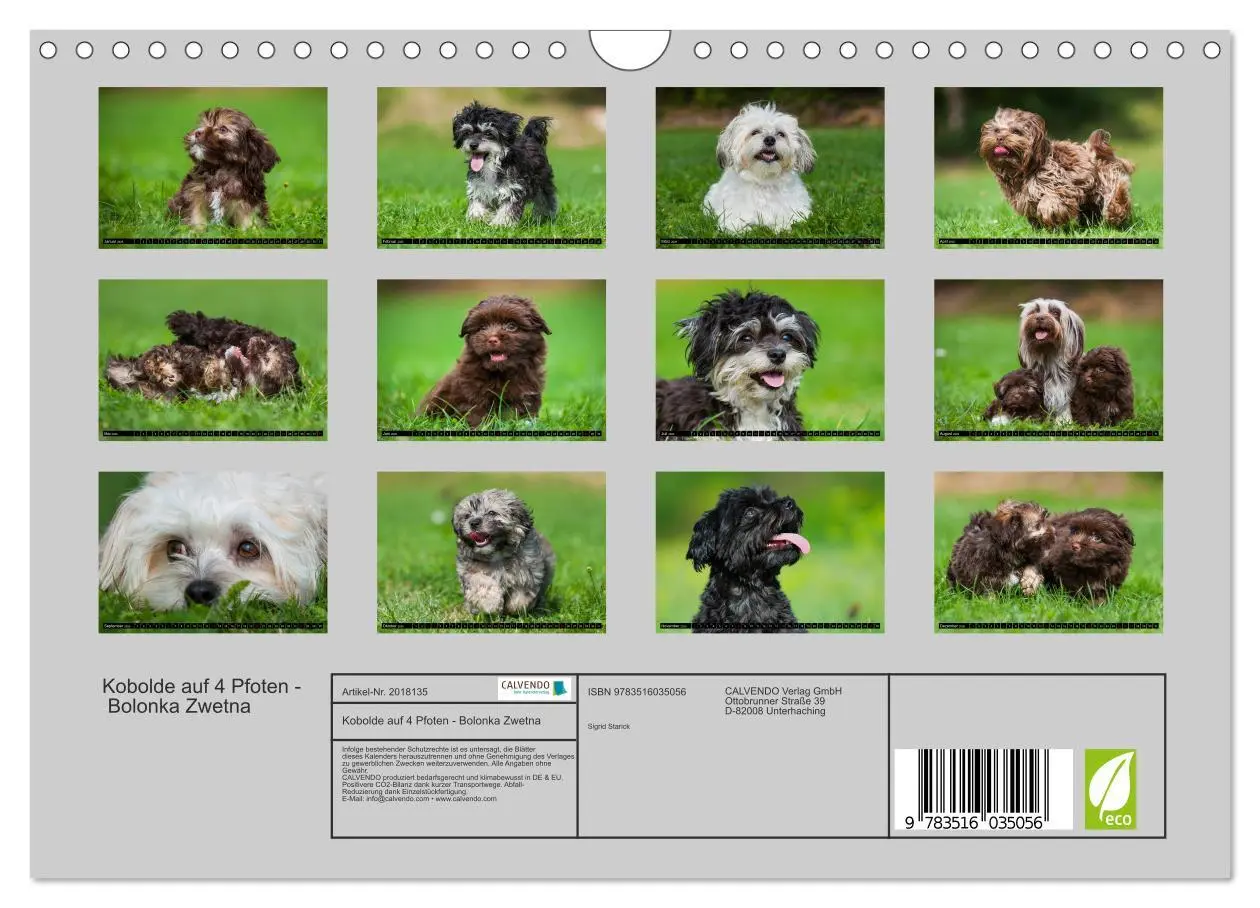 Bild: 9783516035056 | Kobolde auf 4 Pfoten - Bolonka Zwetna (Wandkalender 2026 DIN A4...