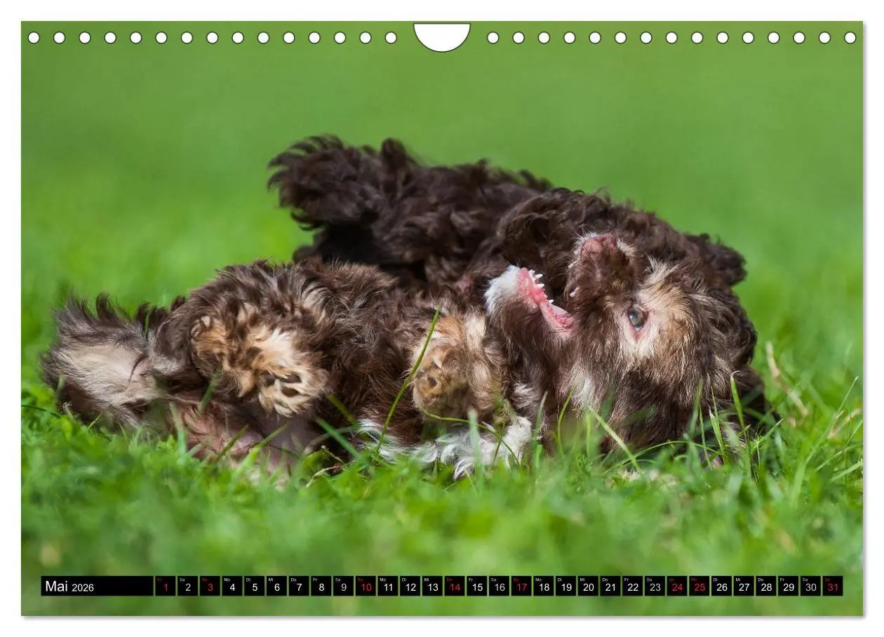 Bild: 9783516035056 | Kobolde auf 4 Pfoten - Bolonka Zwetna (Wandkalender 2026 DIN A4...