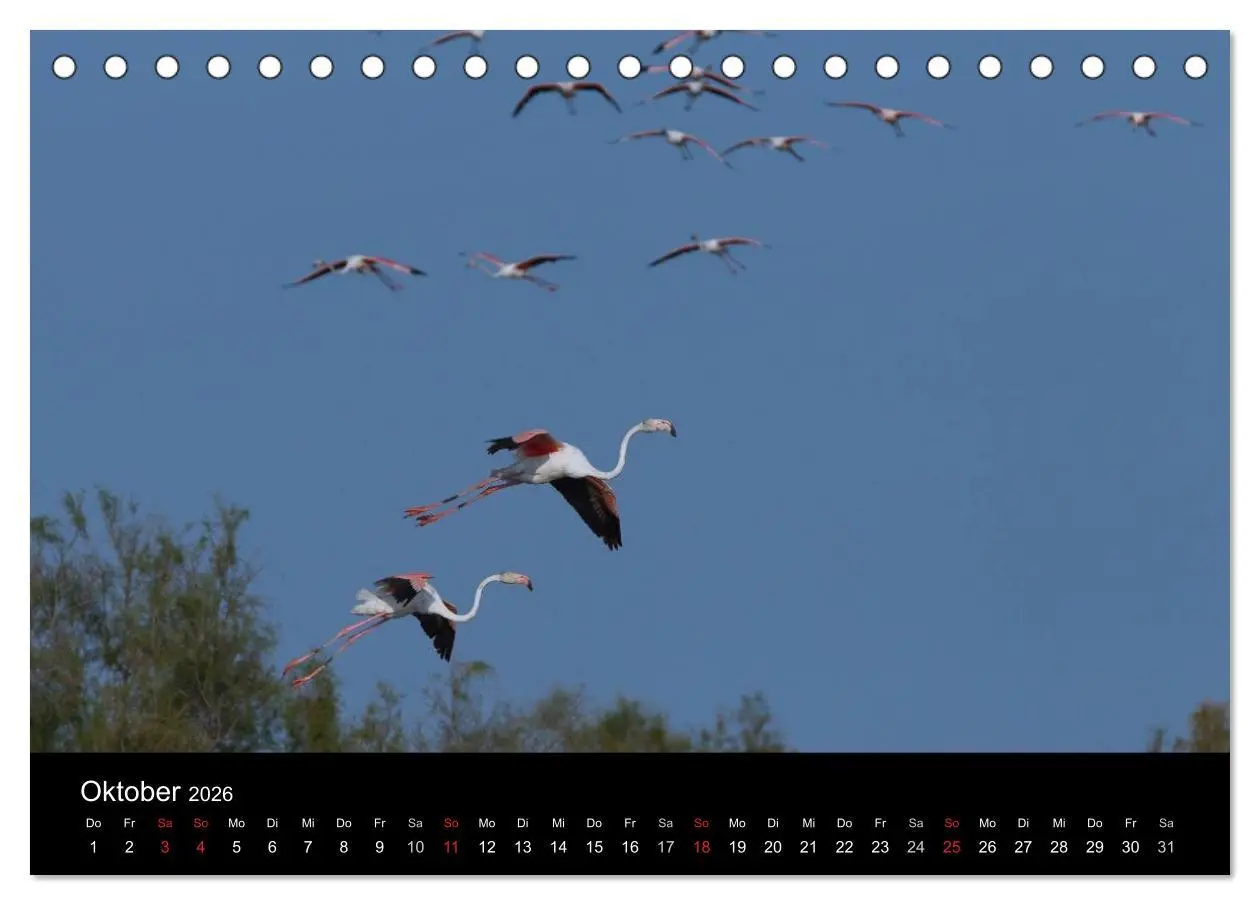 Bild: 9783516105056 | Flamingos der Camargue 2026 (Tischkalender 2026 DIN A5 quer),...