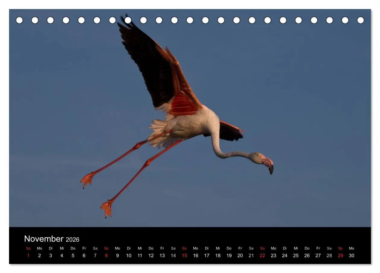 Bild: 9783516105056 | Flamingos der Camargue 2026 (Tischkalender 2026 DIN A5 quer),...