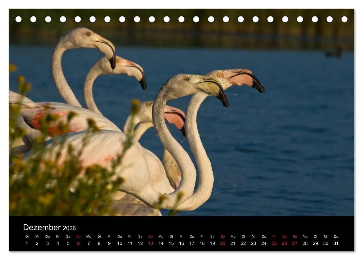 Bild: 9783516105056 | Flamingos der Camargue 2026 (Tischkalender 2026 DIN A5 quer),...