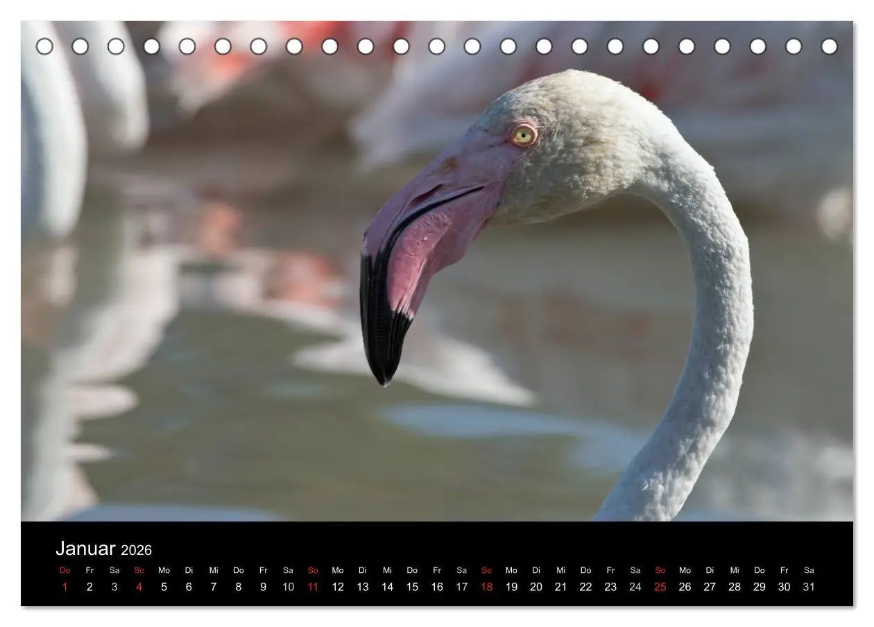 Bild: 9783516105056 | Flamingos der Camargue 2026 (Tischkalender 2026 DIN A5 quer),...