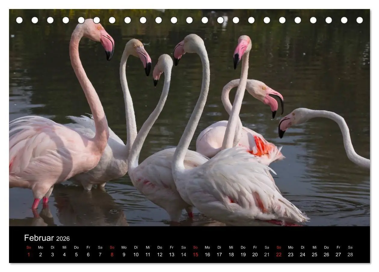 Bild: 9783516105056 | Flamingos der Camargue 2026 (Tischkalender 2026 DIN A5 quer),...