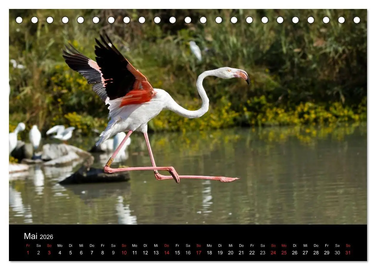 Bild: 9783516105056 | Flamingos der Camargue 2026 (Tischkalender 2026 DIN A5 quer),...