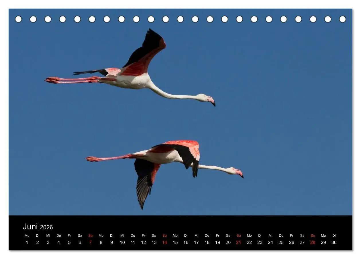 Bild: 9783516105056 | Flamingos der Camargue 2026 (Tischkalender 2026 DIN A5 quer),...
