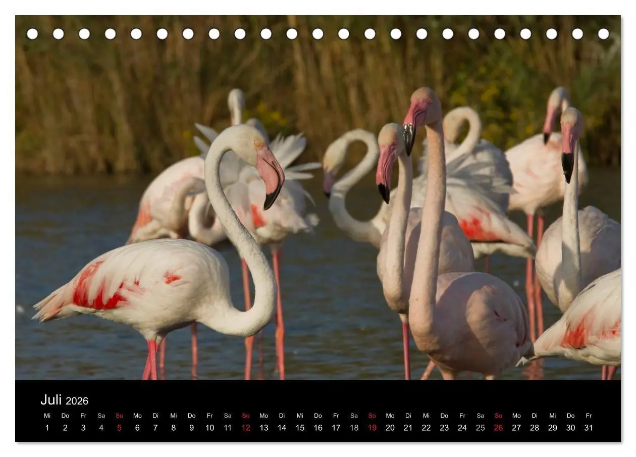 Bild: 9783516105056 | Flamingos der Camargue 2026 (Tischkalender 2026 DIN A5 quer),...