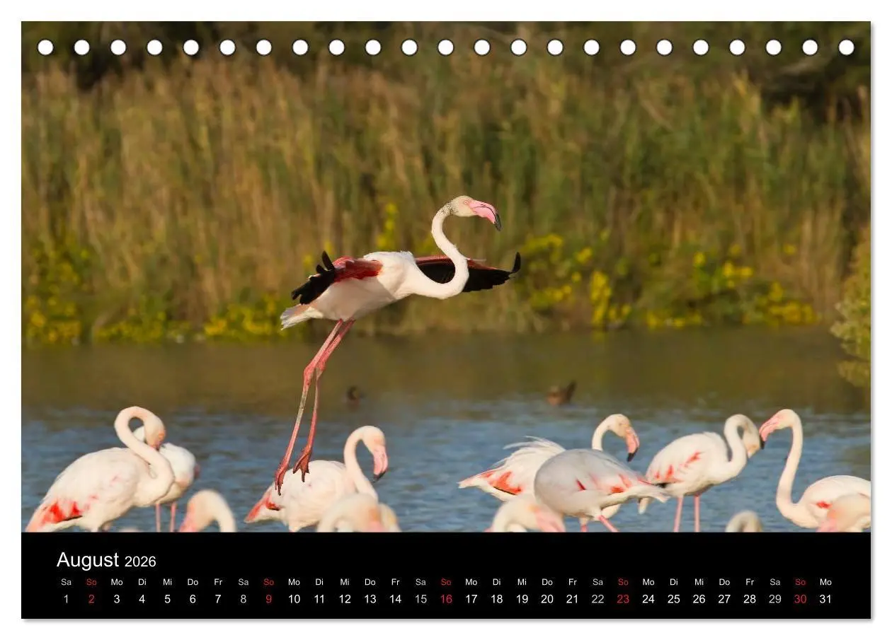 Bild: 9783516105056 | Flamingos der Camargue 2026 (Tischkalender 2026 DIN A5 quer),...