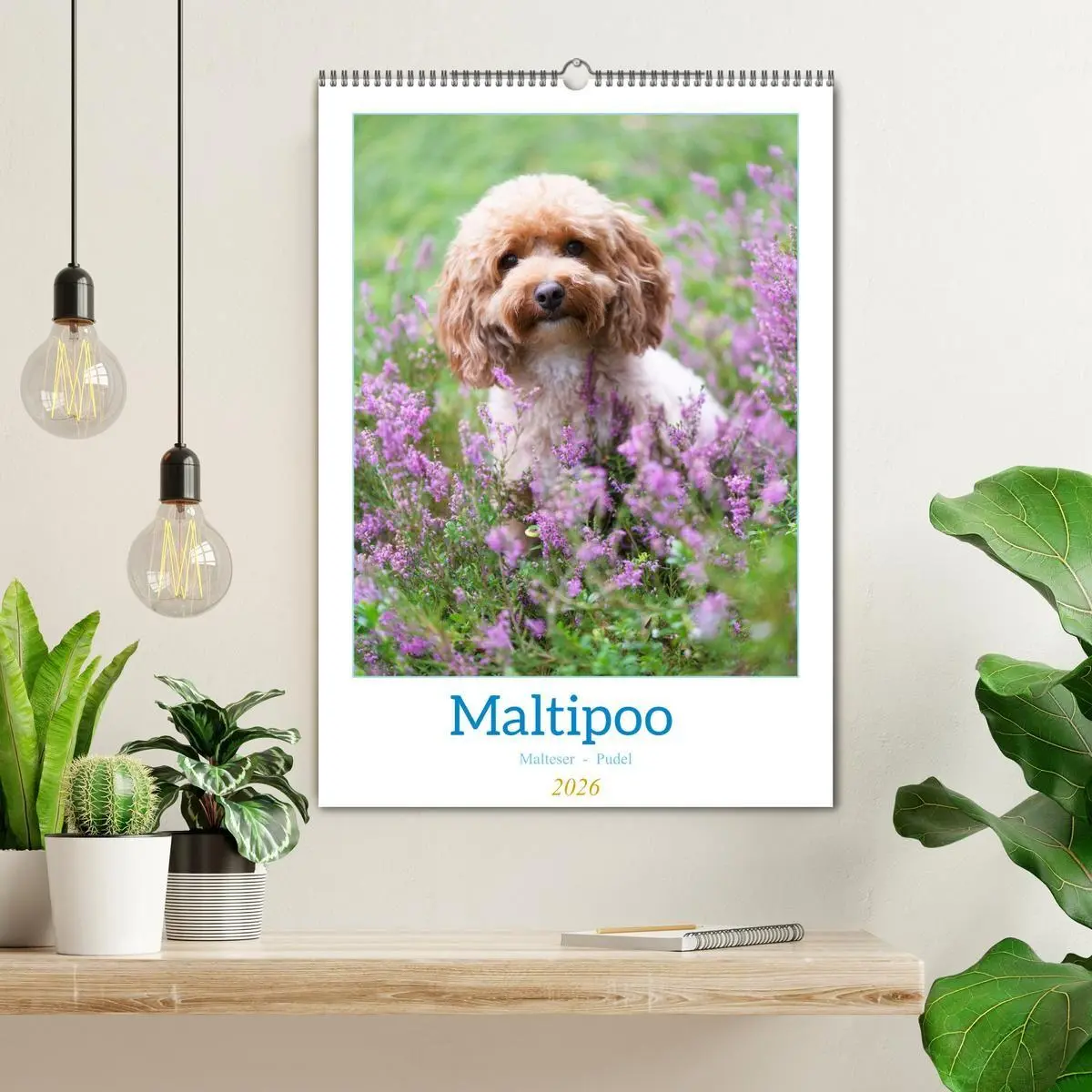 Bild: 9783516655056 | Maltipoo - Malteser - Pudel 2026 (Wandkalender 2026 DIN A2 hoch),...