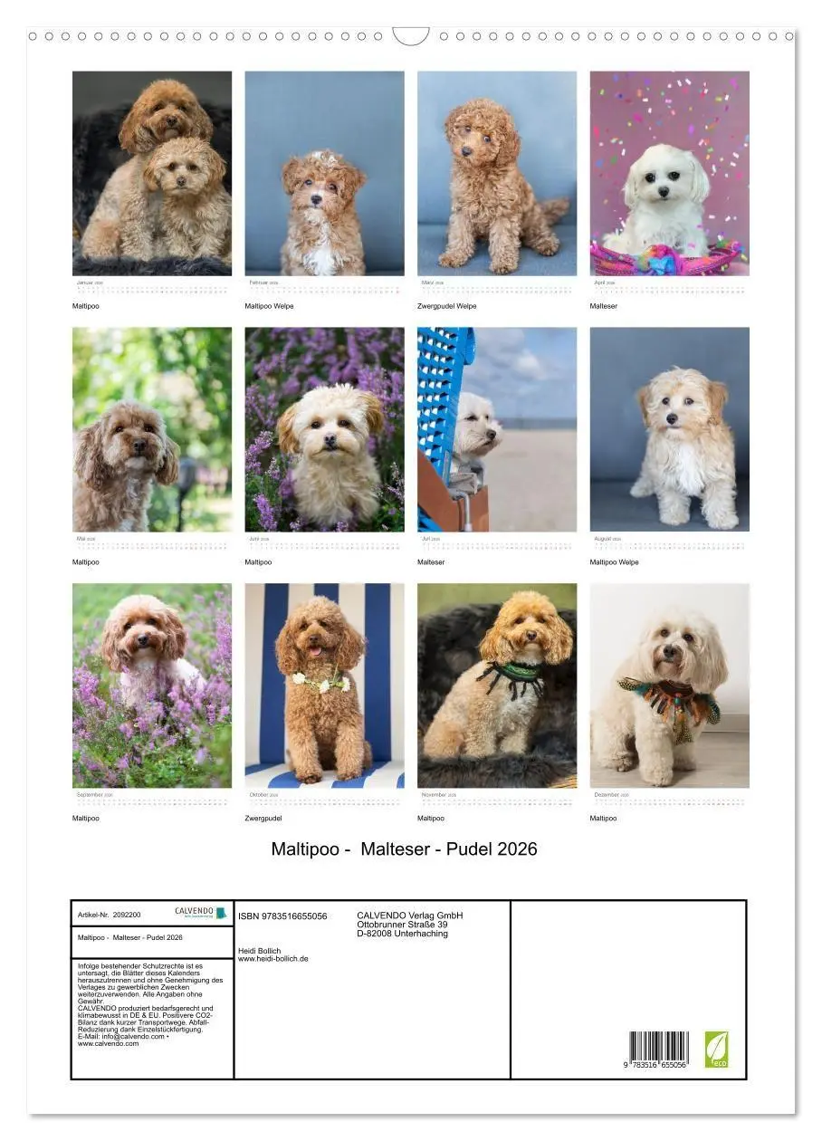 Bild: 9783516655056 | Maltipoo - Malteser - Pudel 2026 (Wandkalender 2026 DIN A2 hoch),...