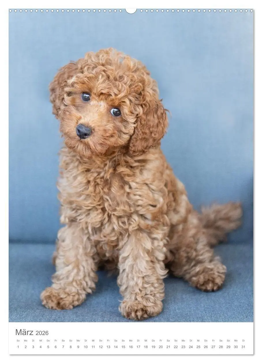 Bild: 9783516655056 | Maltipoo - Malteser - Pudel 2026 (Wandkalender 2026 DIN A2 hoch),...