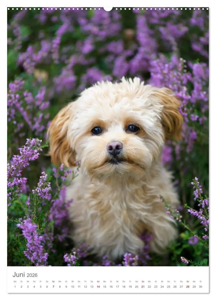 Bild: 9783516655056 | Maltipoo - Malteser - Pudel 2026 (Wandkalender 2026 DIN A2 hoch),...