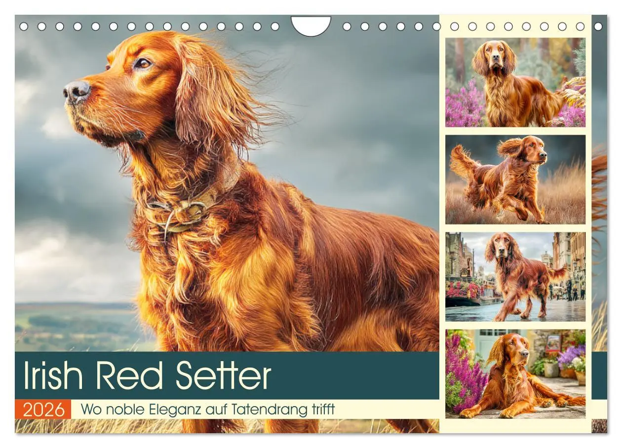 Cover: 9783457625156 | Irish Red Setter. Wo noble Eleganz auf Tatendrang trifft...