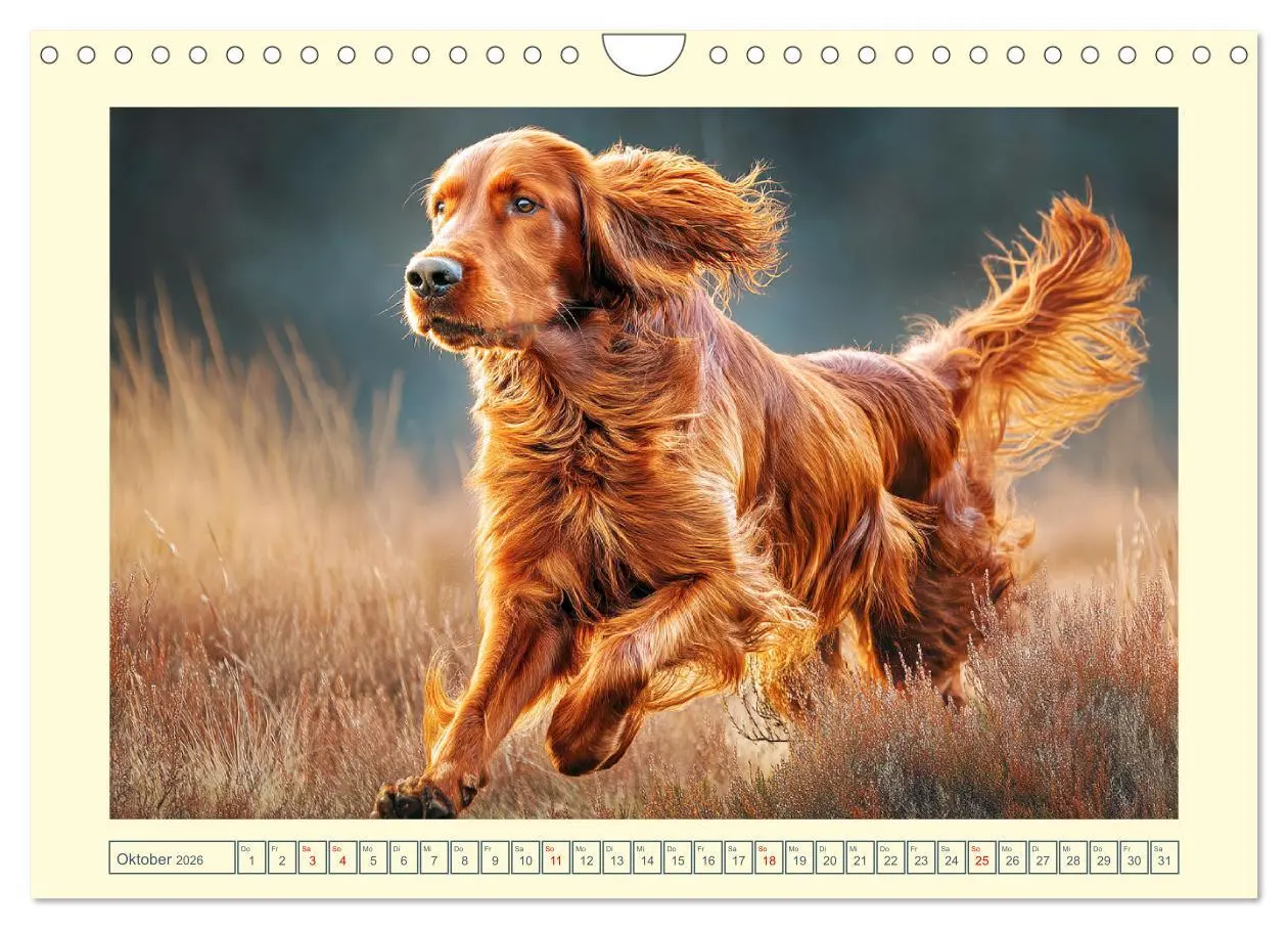 Bild: 9783457625156 | Irish Red Setter. Wo noble Eleganz auf Tatendrang trifft...
