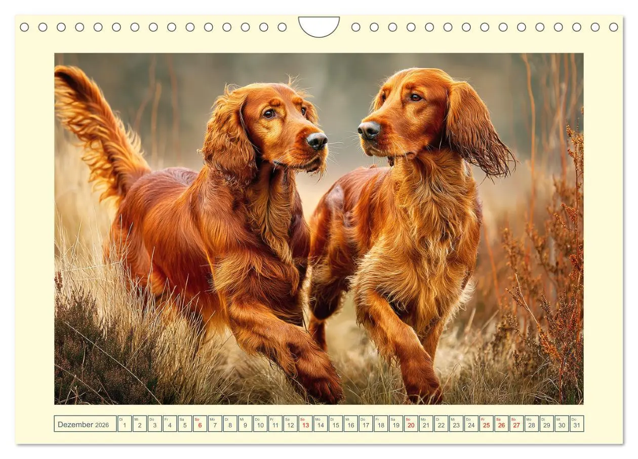 Bild: 9783457625156 | Irish Red Setter. Wo noble Eleganz auf Tatendrang trifft...