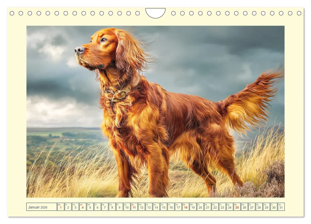 Bild: 9783457625156 | Irish Red Setter. Wo noble Eleganz auf Tatendrang trifft...