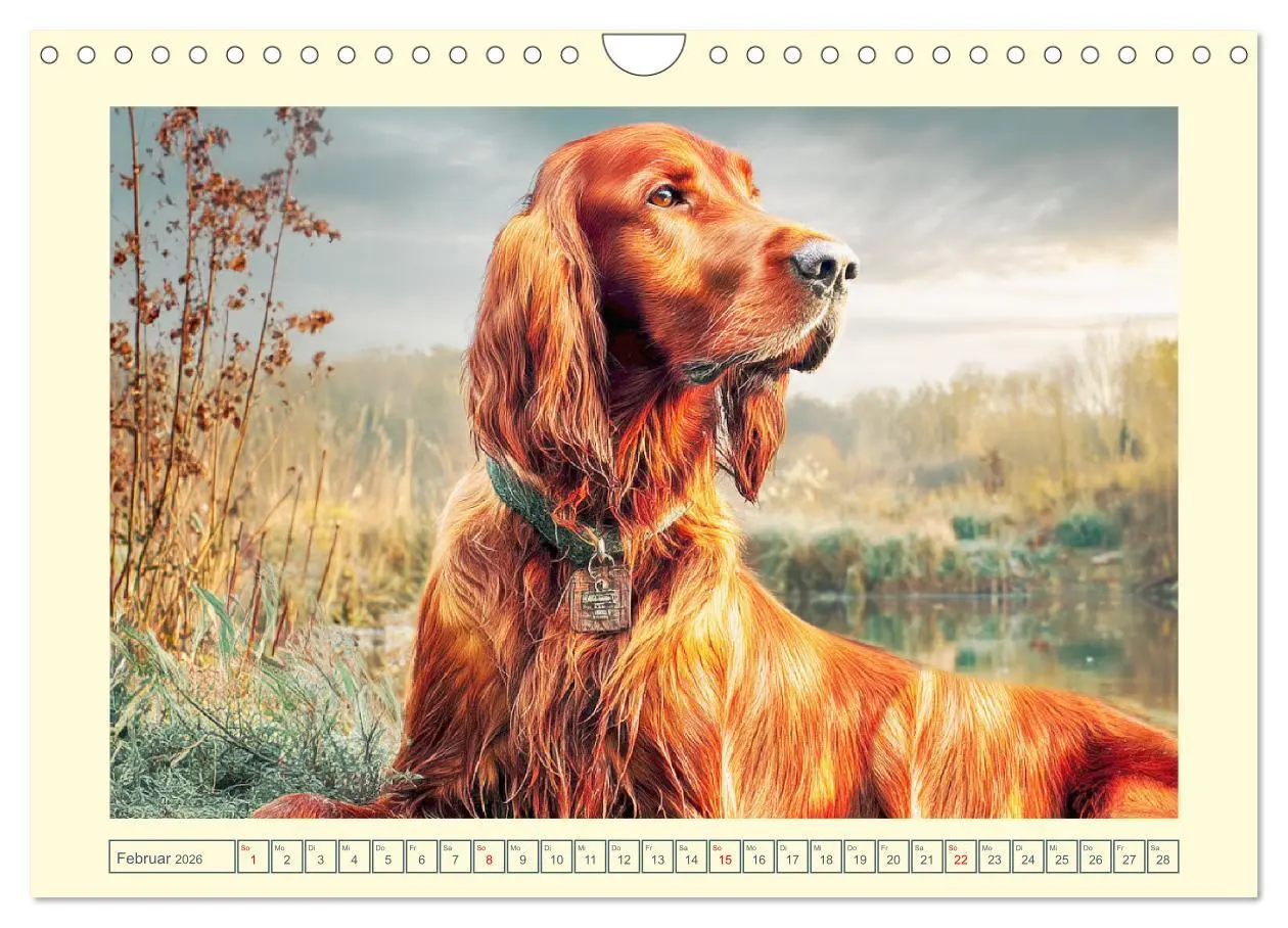 Bild: 9783457625156 | Irish Red Setter. Wo noble Eleganz auf Tatendrang trifft...