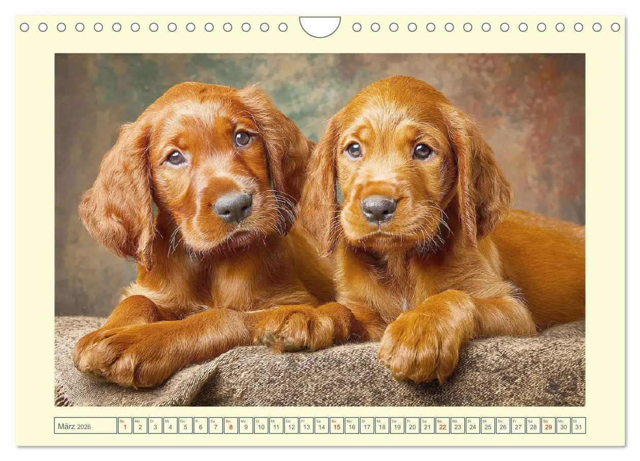 Bild: 9783457625156 | Irish Red Setter. Wo noble Eleganz auf Tatendrang trifft...