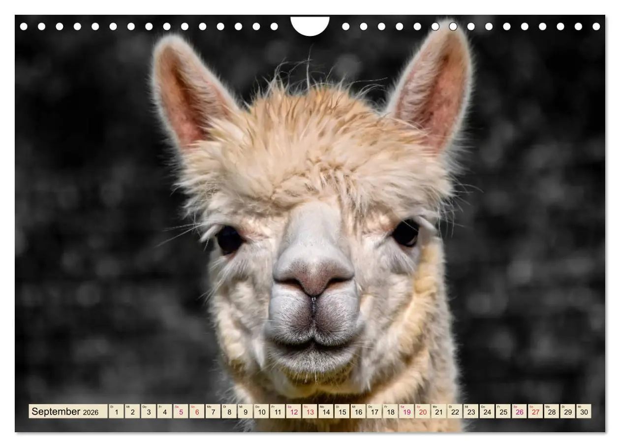 Bild: 9783457855256 | Alpaka Gesichter (Wandkalender 2026 DIN A4 quer), CALVENDO...