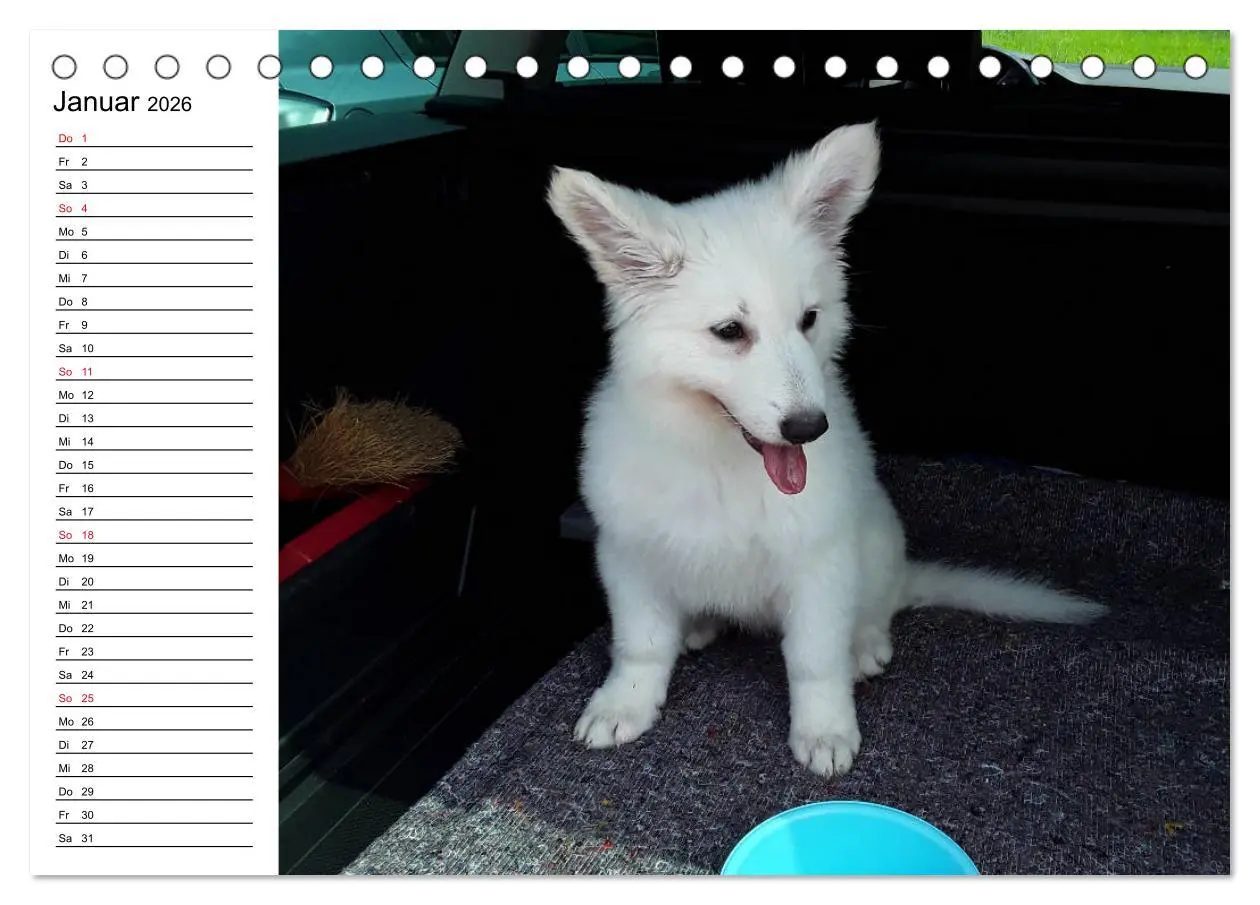 Bild: 9783457695456 | Berger Blanc Suisse - Weißer Schweizer Schäferhund (Tischkalender...