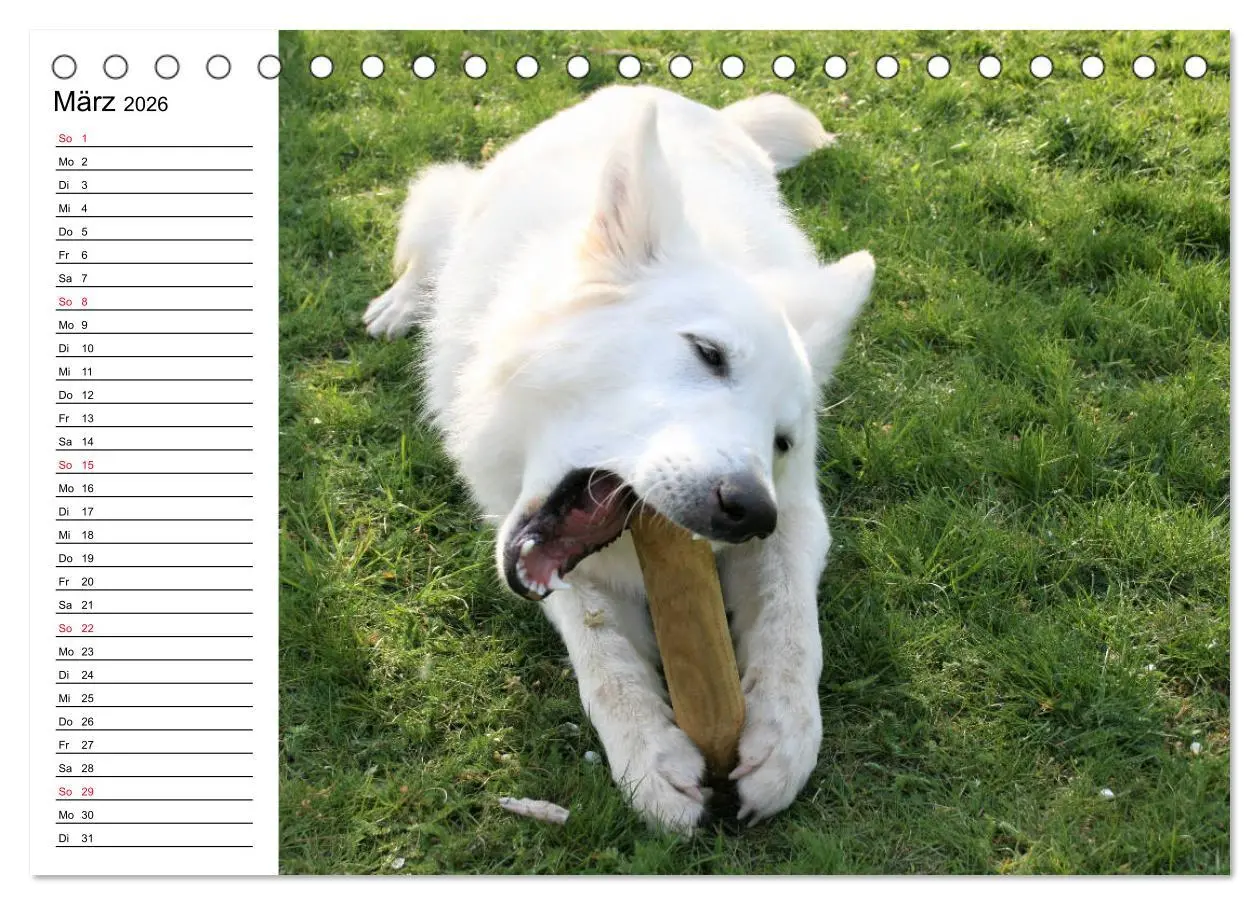 Bild: 9783457695456 | Berger Blanc Suisse - Weißer Schweizer Schäferhund (Tischkalender...