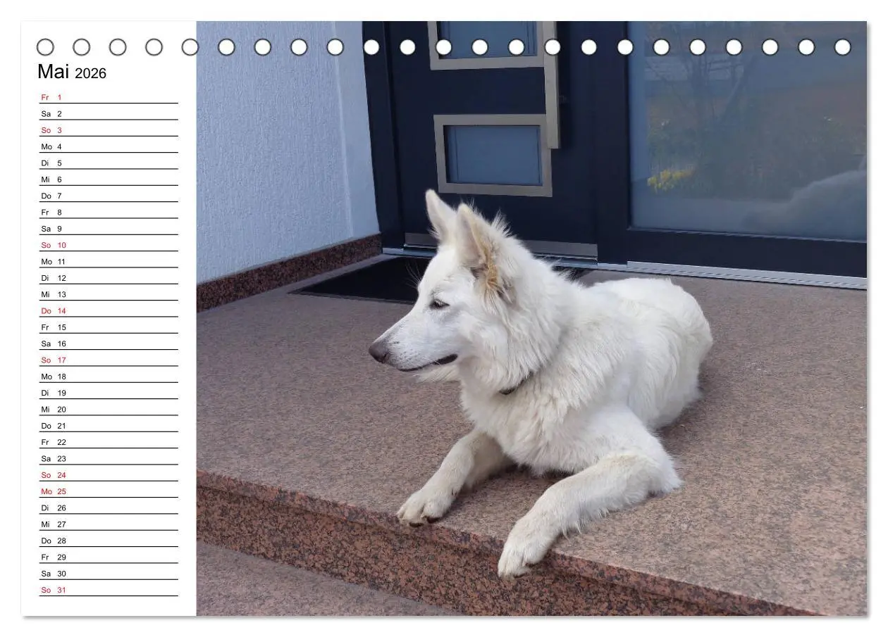 Bild: 9783457695456 | Berger Blanc Suisse - Weißer Schweizer Schäferhund (Tischkalender...