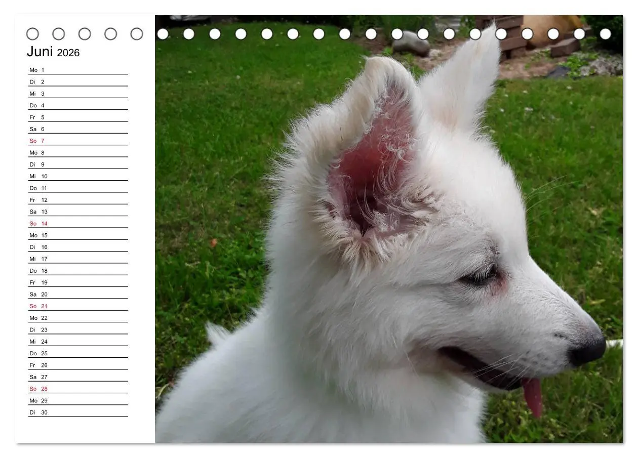 Bild: 9783457695456 | Berger Blanc Suisse - Weißer Schweizer Schäferhund (Tischkalender...