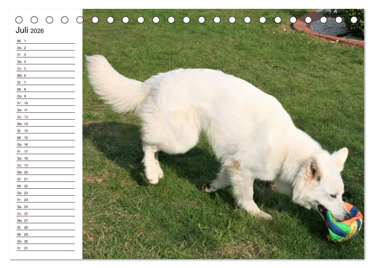 Bild: 9783457695456 | Berger Blanc Suisse - Weißer Schweizer Schäferhund (Tischkalender...