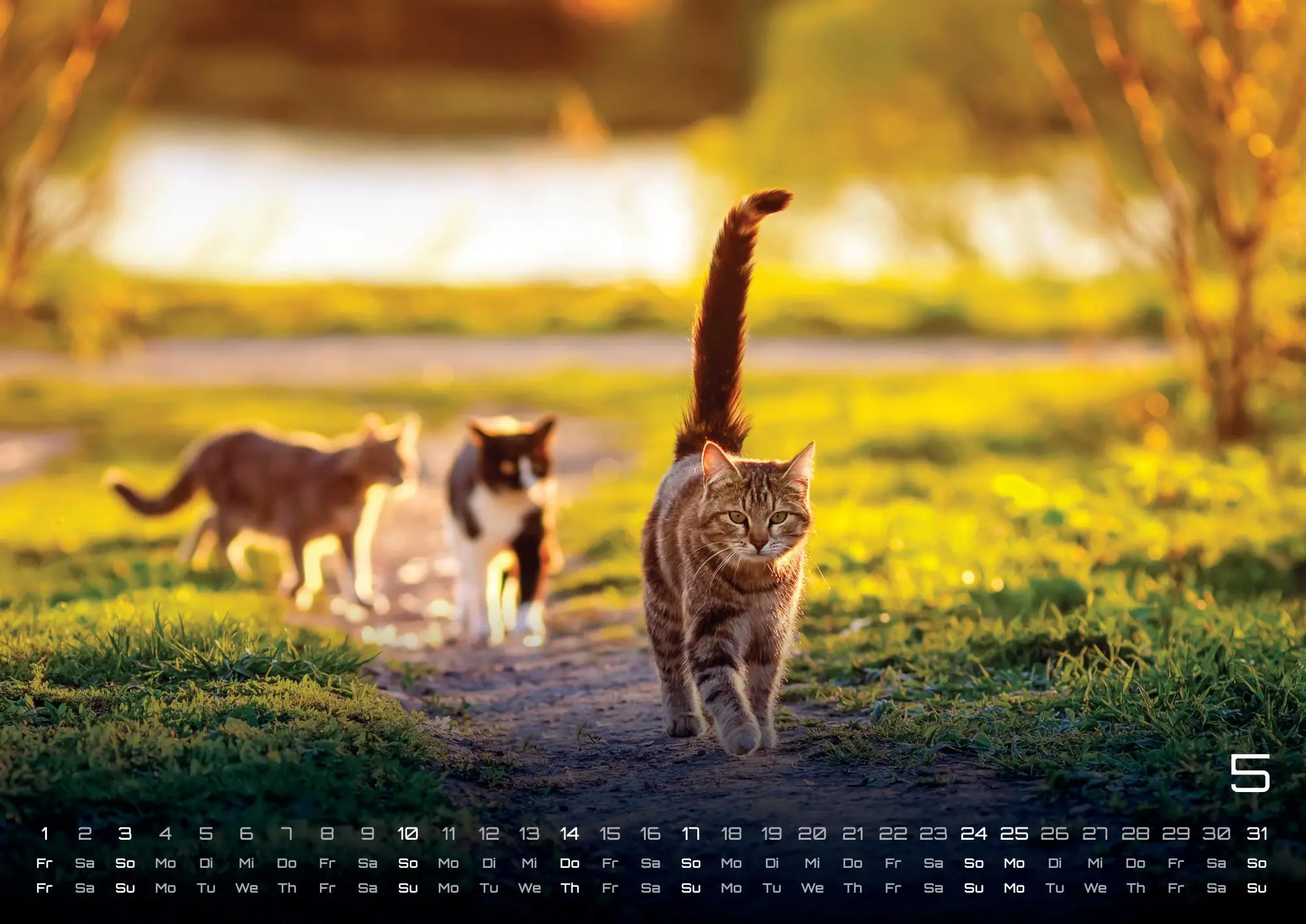 Bild: 9783986735456 | Miau - Unsere Stubentiger - Der Katzenkalender - 2026 - Kalender...