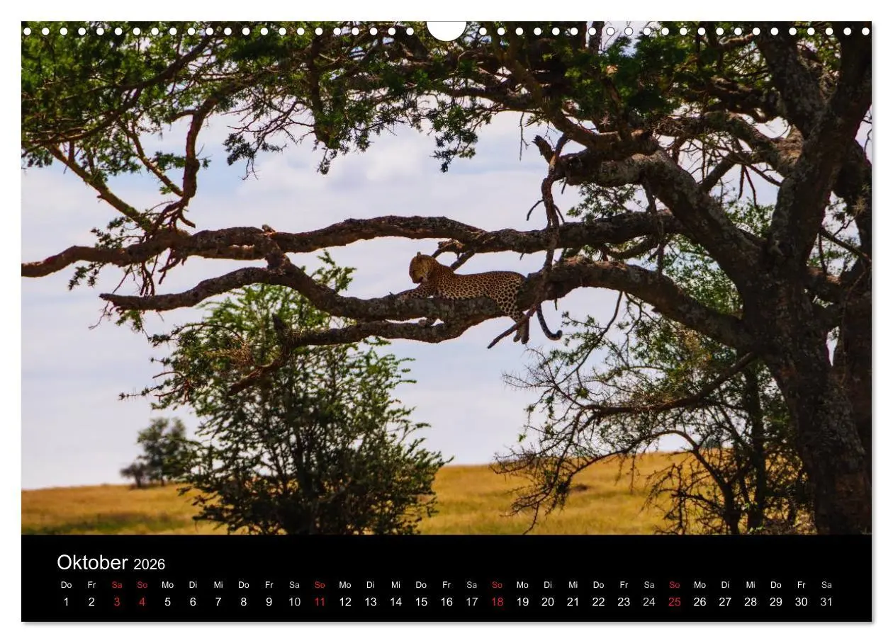 Bild: 9783516155556 | Wildes Afrika (Wandkalender 2026 DIN A3 quer), CALVENDO Monatskalender