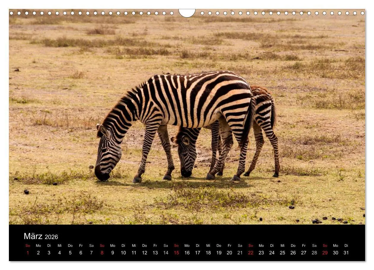 Bild: 9783516155556 | Wildes Afrika (Wandkalender 2026 DIN A3 quer), CALVENDO Monatskalender