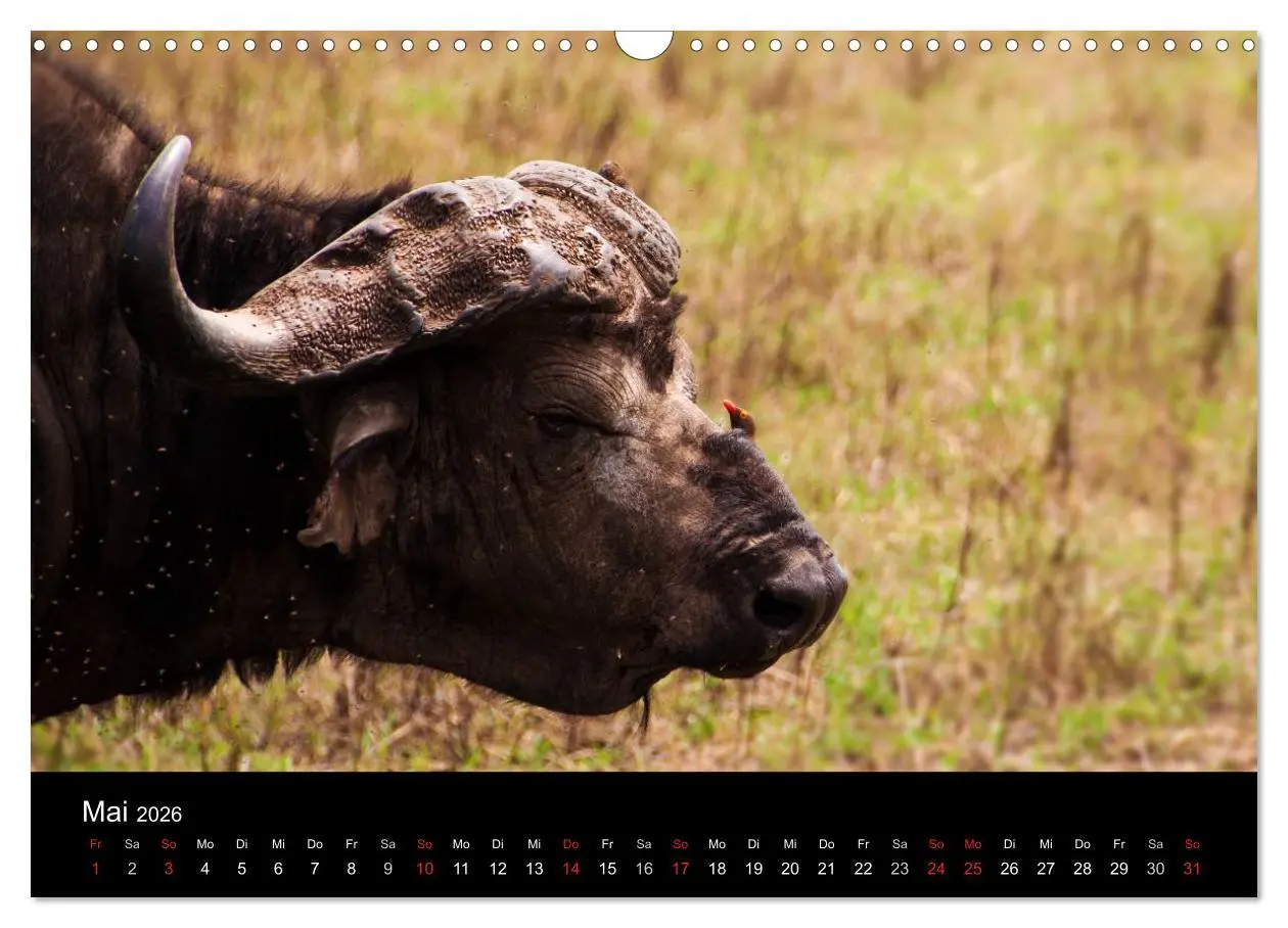 Bild: 9783516155556 | Wildes Afrika (Wandkalender 2026 DIN A3 quer), CALVENDO Monatskalender
