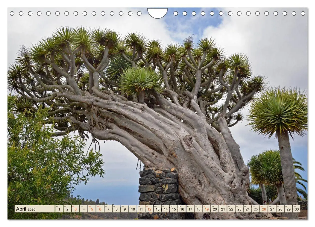 Bild: 9783457675656 | Magic Moments - LA PALMA (Wandkalender 2026 DIN A4 quer), CALVENDO...