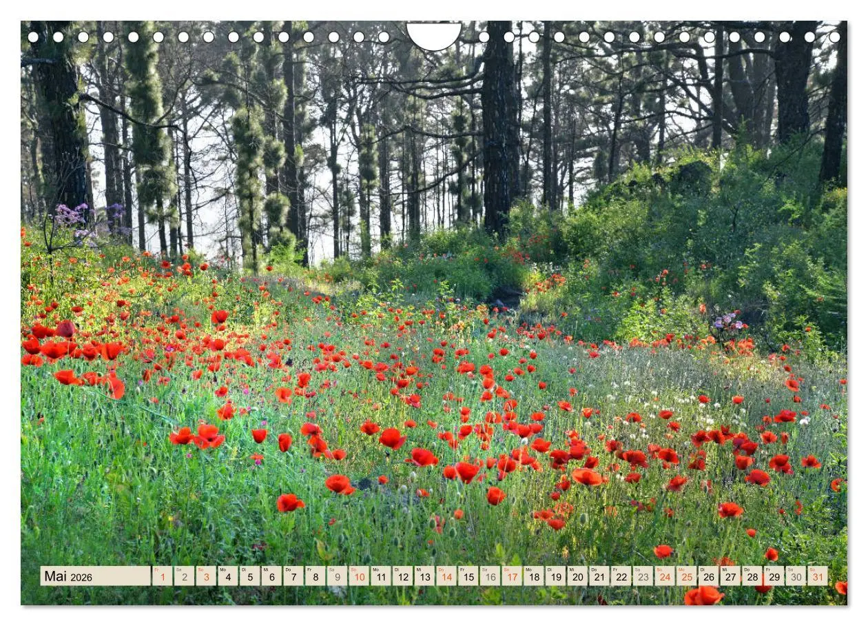 Bild: 9783457675656 | Magic Moments - LA PALMA (Wandkalender 2026 DIN A4 quer), CALVENDO...