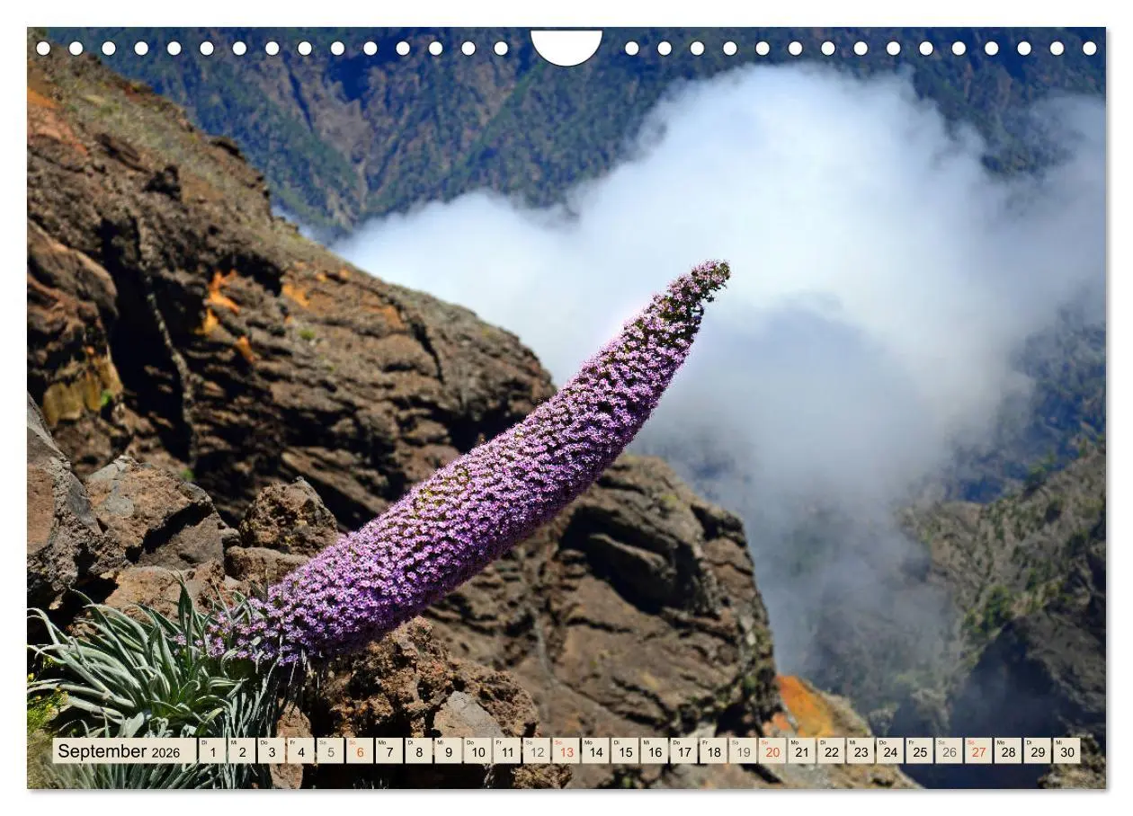Bild: 9783457675656 | Magic Moments - LA PALMA (Wandkalender 2026 DIN A4 quer), CALVENDO...
