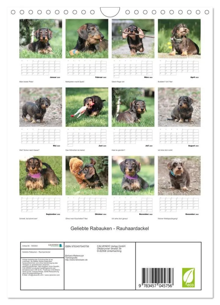 Bild: 9783457045756 | Geliebte Rabauken - Rauhaardackel (Wandkalender 2025 DIN A4 hoch),...
