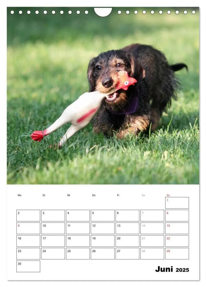 Bild: 9783457045756 | Geliebte Rabauken - Rauhaardackel (Wandkalender 2025 DIN A4 hoch),...