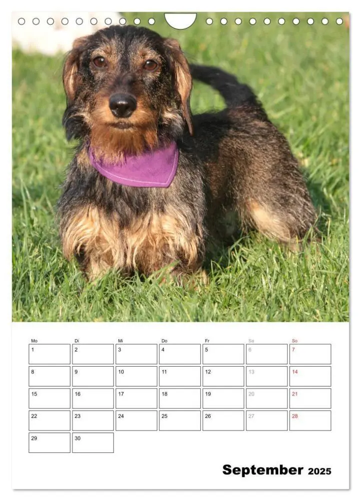Bild: 9783457045756 | Geliebte Rabauken - Rauhaardackel (Wandkalender 2025 DIN A4 hoch),...