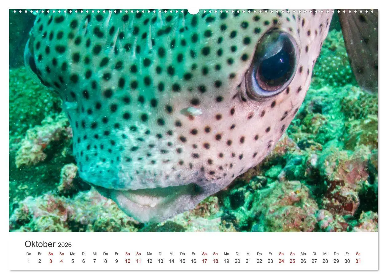 Bild: 9783457425756 | Faszination blaue Welt (hochwertiger Premium Wandkalender 2026 DIN...