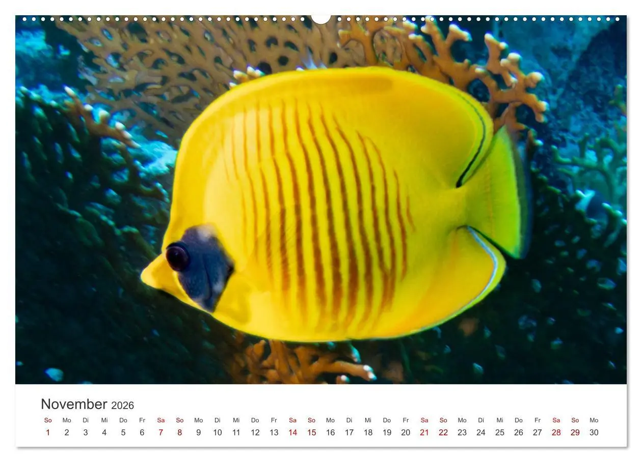 Bild: 9783457425756 | Faszination blaue Welt (hochwertiger Premium Wandkalender 2026 DIN...