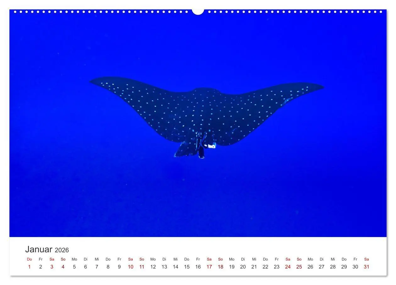 Bild: 9783457425756 | Faszination blaue Welt (hochwertiger Premium Wandkalender 2026 DIN...