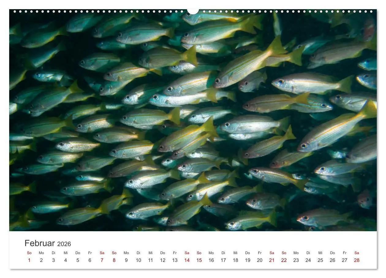 Bild: 9783457425756 | Faszination blaue Welt (hochwertiger Premium Wandkalender 2026 DIN...