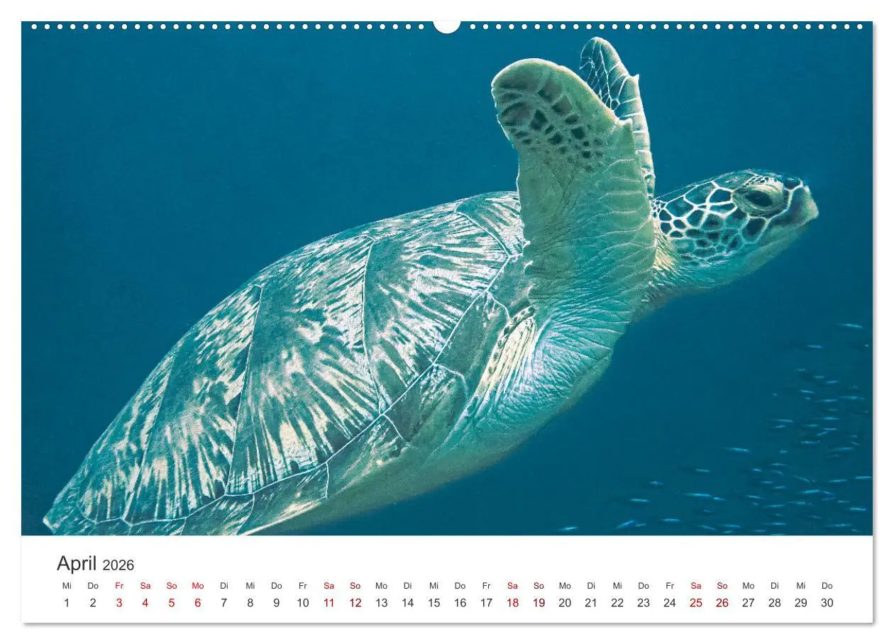 Bild: 9783457425756 | Faszination blaue Welt (hochwertiger Premium Wandkalender 2026 DIN...